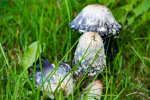 Funghi Velenosi Sgabello Pallido Nell Erba Verde — Foto Stock