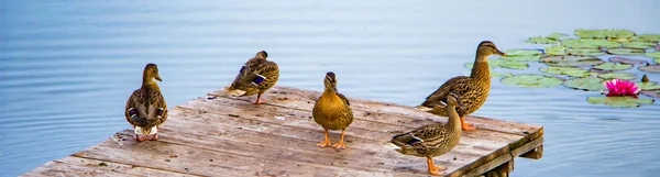 Wilde Graue Enten Stehen Auf Einem Holzsteg See — Stockfoto