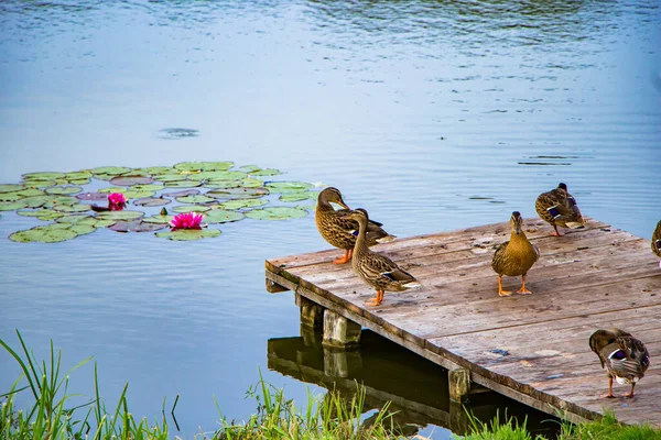 Wilde Graue Enten Stehen Auf Einem Holzsteg See — Stockfoto