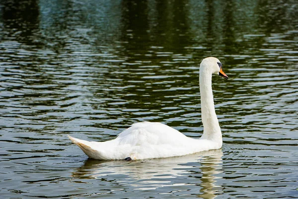 一只美丽的白天鹅在清澈的湖中 在海燕之间游来游去 — 图库照片