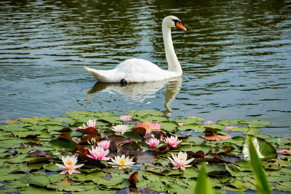 Hermoso Cisne Blanco Nada Estanque Aguas Cristalinas Entre Lotos — Foto de Stock