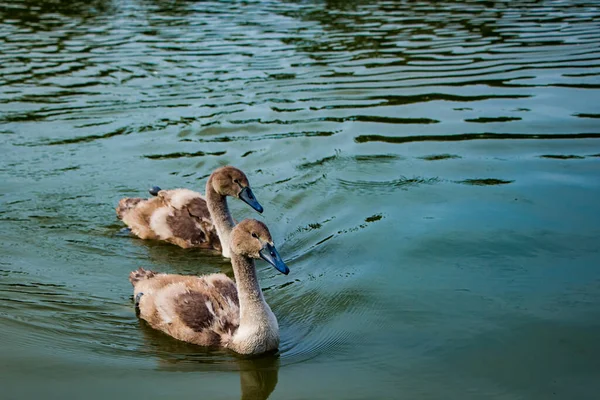 Young Fluffy Swans Swim Pond Clear Water — Stock Photo, Image