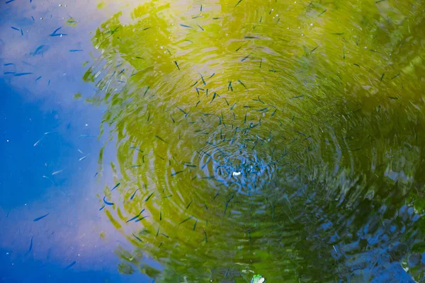 Μεγάλα Όμορφα Ψάρια Κολυμπούν Καθαρά Νερά Μια Λίμνη Γατόψαρα Τρώνε — Φωτογραφία Αρχείου