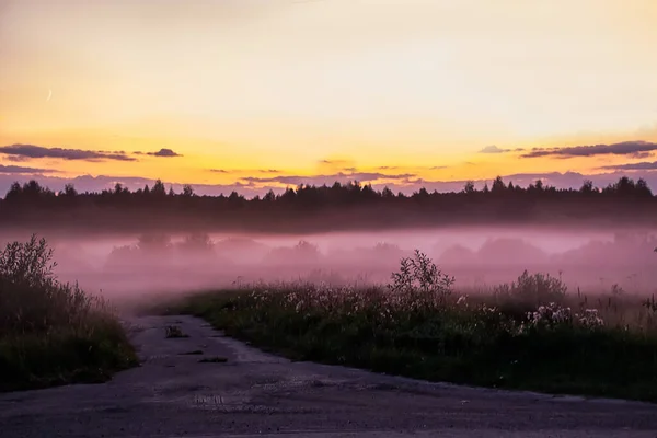 Bella Nebbia Rosa Tramonto Crepuscolo Sulla Natura Nella Foresta Sfondo — Foto Stock