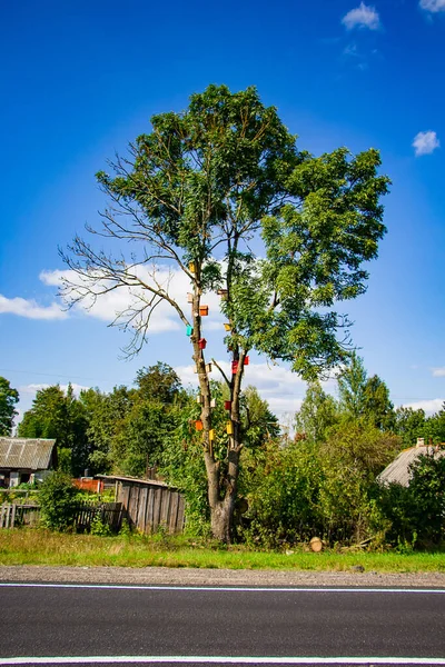 Muitas Casas Pássaros Coloridas Uma Árvore Verde Conceito Cuidados Naturais — Fotografia de Stock