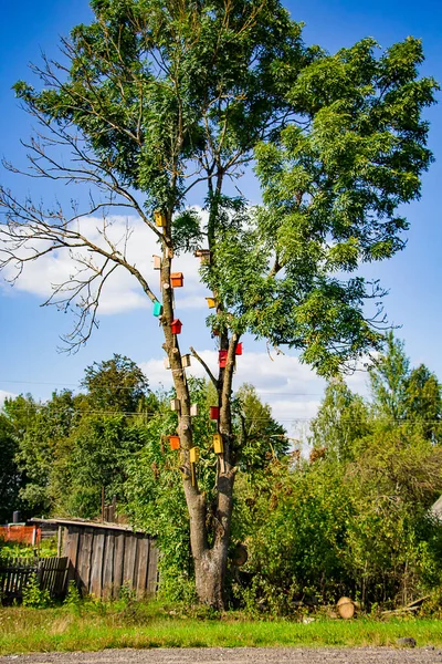 Πολλά Πολύχρωμα Σπίτια Πουλιών Ένα Πράσινο Δέντρο Έννοια Φροντίδας Της — Φωτογραφία Αρχείου