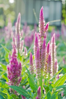 Mor pembe Celosia çiçek çiçek dekore edilmiş Bahçe