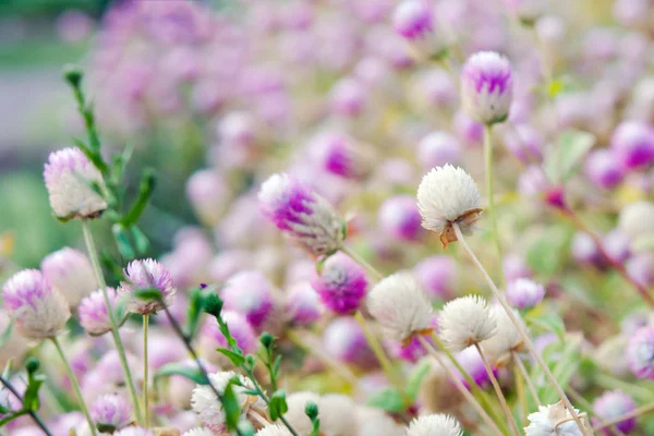 Globe Amaranth Flower with selective focus and blurred backgroun