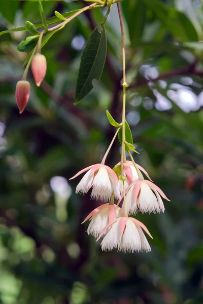 Elaeocarpus hainanensis of Elaeocarpus grandifloras bloem op th — Stockfoto