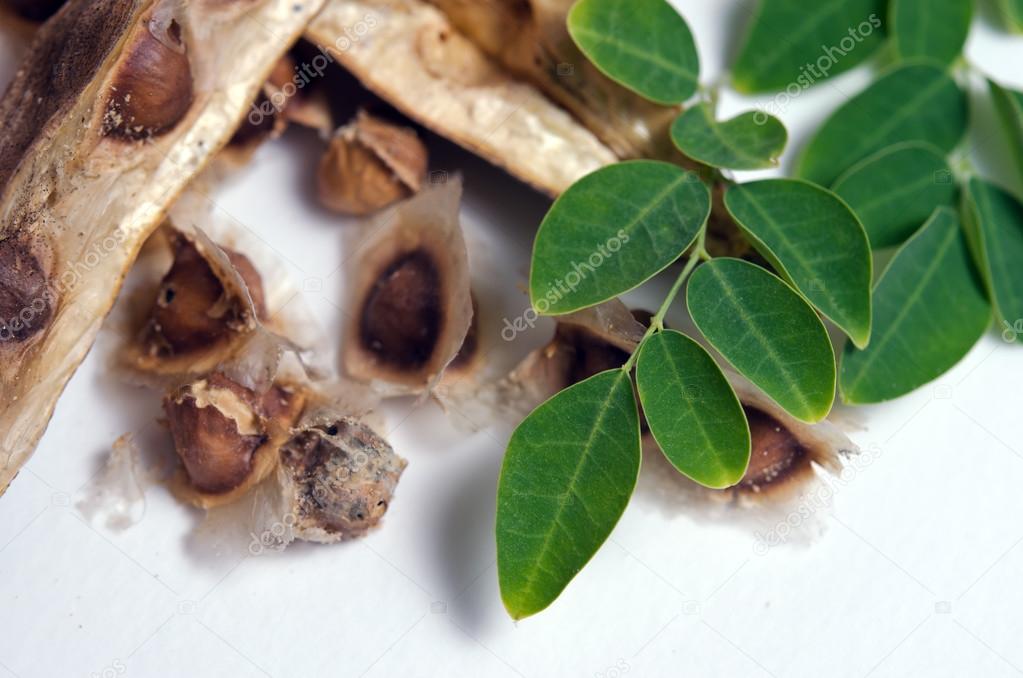 Moringa leaf and seed on white background