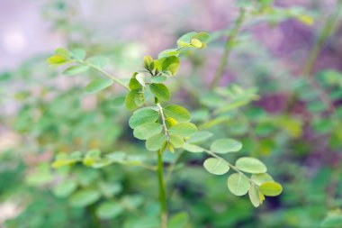 Moringa yaprak (yüksek kan basıncı, eli azaltılması yararları