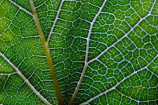 Texture des feuilles fond abstrait avec vue rapprochée sur les veines — Photo