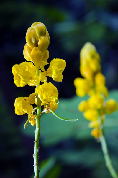 Bush eller ljus bush blomma eller kandelabrar bush — Stockfoto