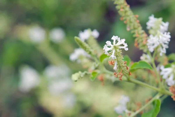 Butterfly bush witte bloem met onscherpe achtergrond — Stockfoto