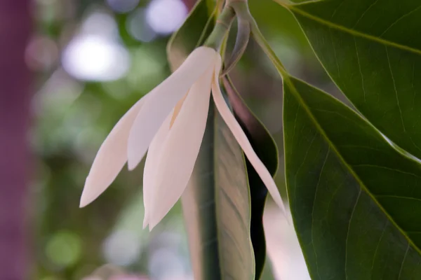 Louises vackra och arom blomma på trädet — Stockfoto