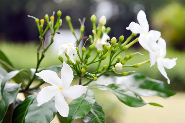 Witte bloem Murraya vernisboom of oranje Jessamine op de boom — Stockfoto
