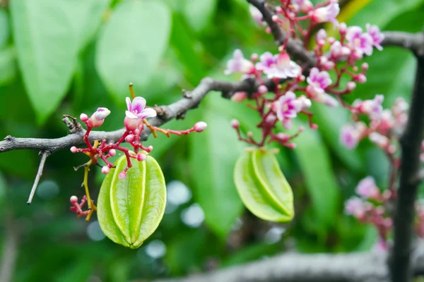 Star apple fruit with flower on the tree