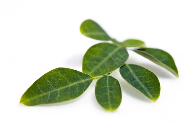 Hoja de moringa aislada sobre fondo blanco — Foto de Stock