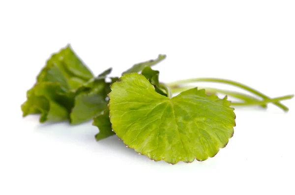 Centella asiatica ou Thankuni em indiano, folha de Buabok na Tailândia — Fotografia de Stock