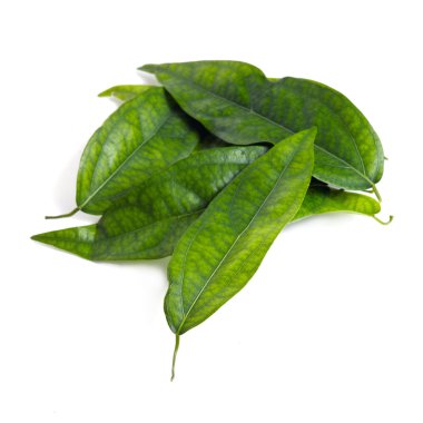 Beyaz izole Tiliacora triandra (Bai-ya-nang Tay adı) 