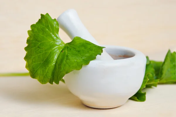 Centella asiatica oder thankuni auf indisch, buabok blatt in thailand — Stockfoto