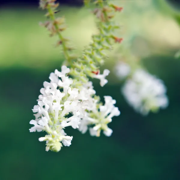 白色的蝴蝶灌木花卉与模糊背景 — 图库照片