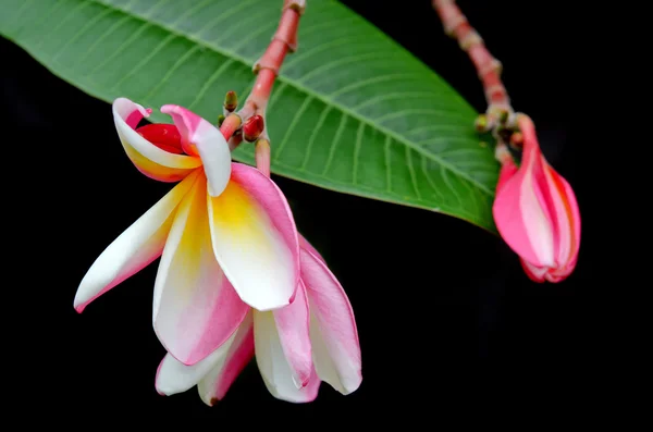 Bloemen van de Plumeria op boom (andere namen zijn frangipani, Apocynacea — Stockfoto