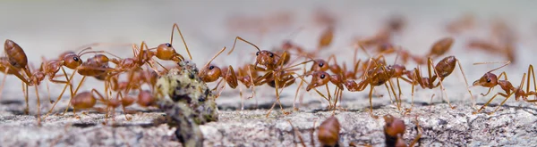 Портрет муравьёв на боке — стоковое фото