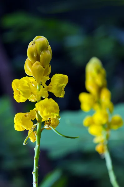 Желтый цветок куста червяка или цветок свечи или канделаб — стоковое фото