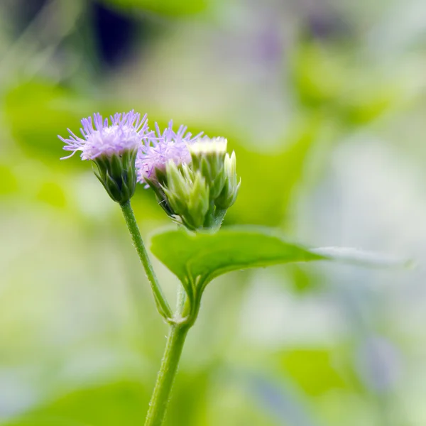 Weinig ironweed bloem of Ash gekleurd of fleabane Ash gekleurd — Stockfoto