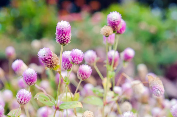 Globe Amaranth Flower with selective focus and blurred backgroun — Stock Photo, Image