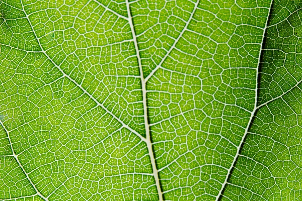 Folha textura de fundo abstrato com veias — Fotografia de Stock