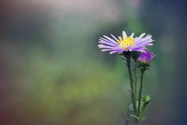 Smuk gerbera daisy blomst i haven, gerbera er bea - Stock-foto