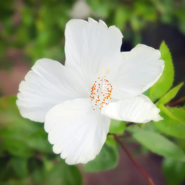 Flor branca de hibisco ou flor de malva rosa vista close-up — Fotografia de Stock