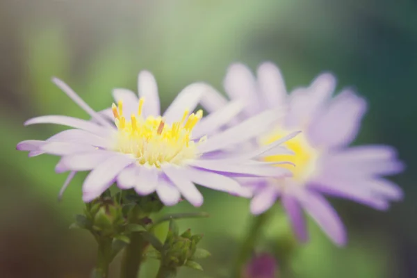 Цветок герберы в саду, гербера - это пчела — стоковое фото