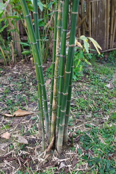 Bambu ou Bambusa Multiplex (Lour .) — Fotografia de Stock