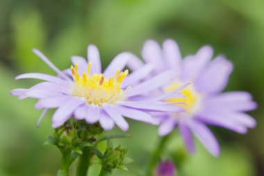 Güzel gerbera papatya Çiçek Bahçe, gerbera değil bea