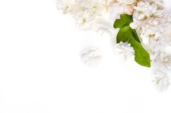 Bianco fiore sfondo di gelsomino natura fiori diffusione su whit — Foto Stock