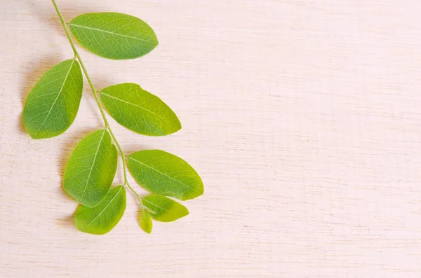 Moringa natural green leaf plant spreads over wooden board backg