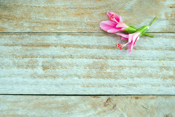Fiore di ibisco o fiore di ibisco rosa sinensis con testo bianco — Foto Stock