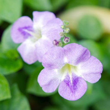 Pembe çöl çiçek gül (desert rose, alay Azale diğer isimleri vardır