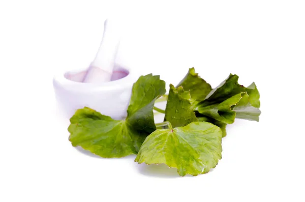 Centella asiatica oder thankuni auf indisch, buabok blatt in thailand — Stockfoto