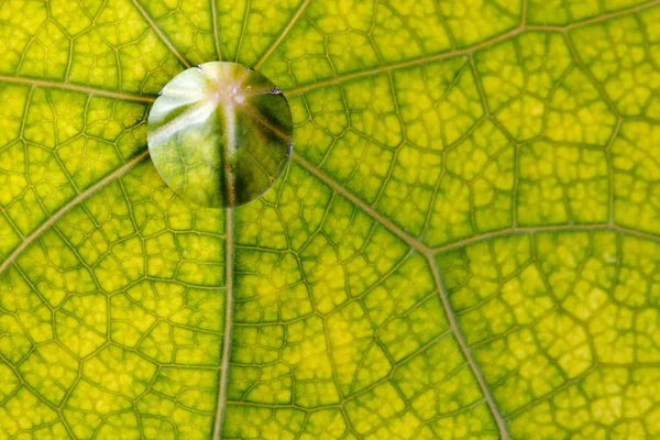 Wassertropfen auf natürliche Pflanzenblatttextur in der Garde — Stockfoto