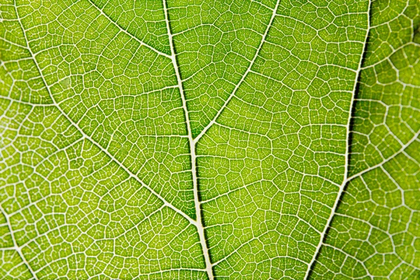 Leaf abstrakt bakgrund konsistens med vener — Stockfoto