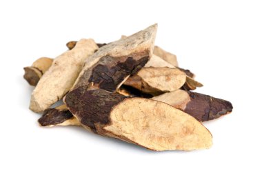 Trigonostemon reidioides Kurz Craib beyaz izole.