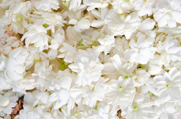 Flores de jasmim espalhadas sobre fundo branco Fotografia De Stock