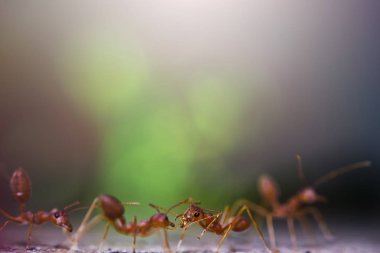 Karıncalar bokeh arka plan ile portresi