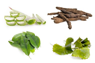 Aloe vera bitki, stargrass kök, centella yaprağı ve Tiliacora tr