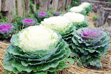 Taze lahana sebze bitki serisi bahçesinde bulunan çim ba