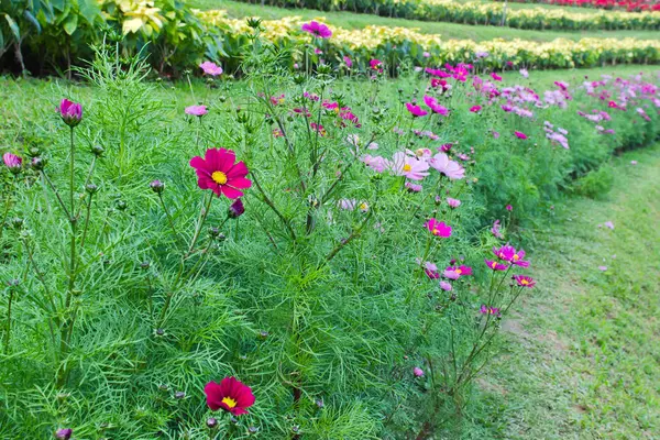 Косметический цветок в саду на севере Таиланда — стоковое фото